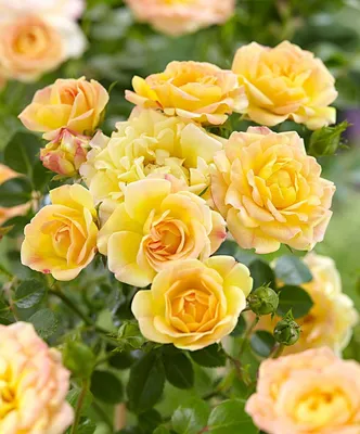 ПОЛИАНТОВЫЕ – купить саженцы роз в розницу оптом ст Кущевская  Краснодарского края | Розы Вдохновения