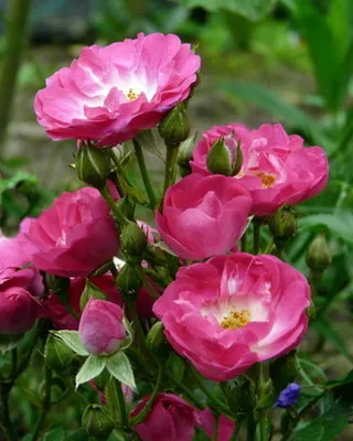 Роза полиантовая 'Lovely Fairy' V-1,3 ltr купить недорого в  интернет-магазине товаров для сада Бауцентр
