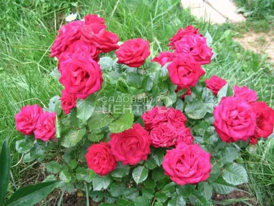 Роза полиантовая Red Fairy (Ред Фэйри) — Ромашка 96