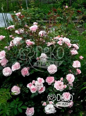 Старинная полиантовая роза | Розы, Цветы