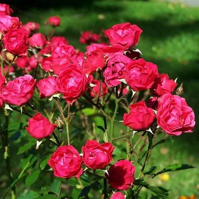 Купить роза полиантовая Твистер / Rosa Twister с доставкой в Подмосковье в  Сергиевом Посаде в питомнике АгроПАРК