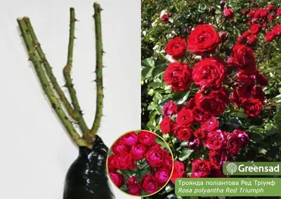 Полиантовая роза - «Роза из семян, очень нежная и необычная. Даёт материал  для зимних букетов!» | отзывы