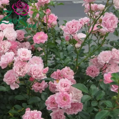 Роза полиантовая Альберих