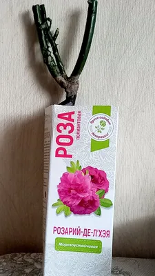 Саженцы полиантовых роз — Купить в Санкт-Петербурге по низким ценам |  Белоостровский питомник