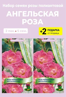 🌱 Роза полиантовая Orange Morsdag по цене от 2700 руб: саженцы - купить в  Москве с доставкой - интернет-магазин Все Сорта