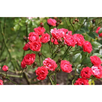 Полиантовые розы фото фотографии