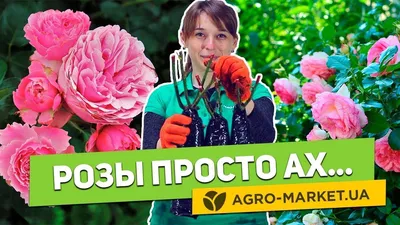 🌹 Розы плетистые зимостойкие в Москве - заказать зимостойкие плетистые розы  из питомника почтой