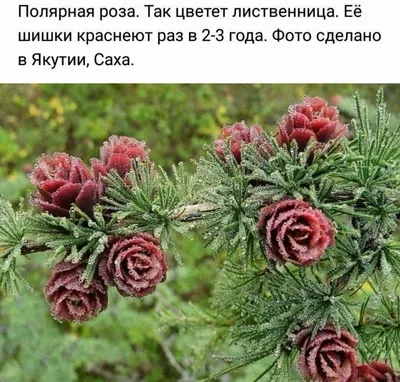 Полярная роза. Так цветет... - Удивительная природа | Facebook