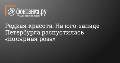 Букет белых роз с хлопком в коробке \"Полярная звезда\" | доставка по Москве  и области