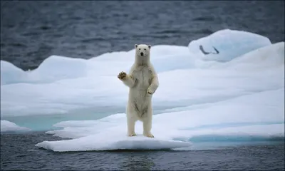 Фото полярных медведей с великолепными деталями
