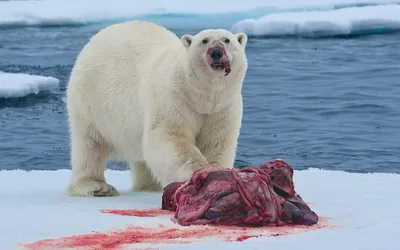 Насладитесь качественными фото полярных медведей во всех форматах