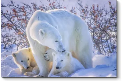 Узнайте больше о жизни полярных медведей через впечатляющие фото