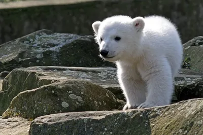 Чудесные фото полярных медведей в png, jpg и webp
