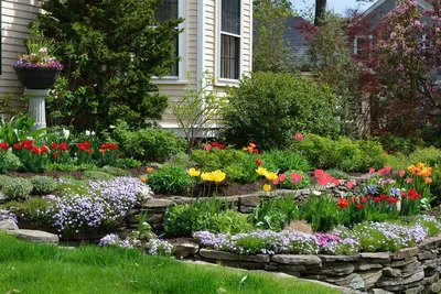 Яркий весенний палисадник из цветущих многолетников — создание и уход.  Выбор растений, уход, фото — Ботаничка