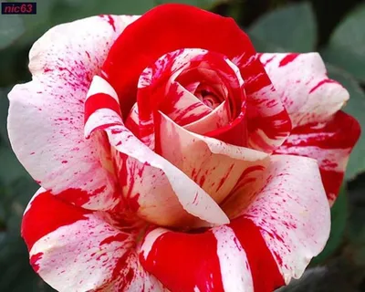 Полосатые розы фото фотографии