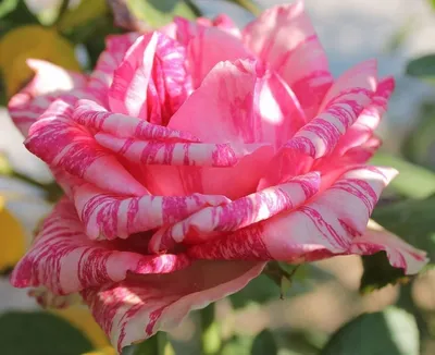 Полосатые розы - 69 фото