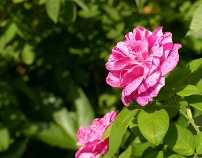 Abracadabra - роза от Kordes • Розы и сад