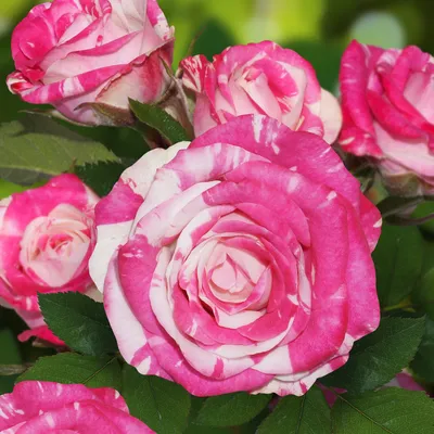Обои розовые розы полосатые лепестки бутон - картинки от Fonwall