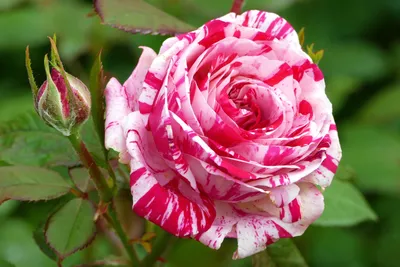 Роза Цветы Сад Полосатые - Бесплатное фото на Pixabay - Pixabay