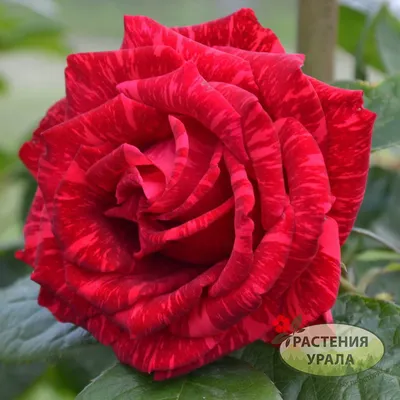 Красочный куст полосатых роз в саду красивая красно-белая полосатая роза  абракадабра | Премиум Фото