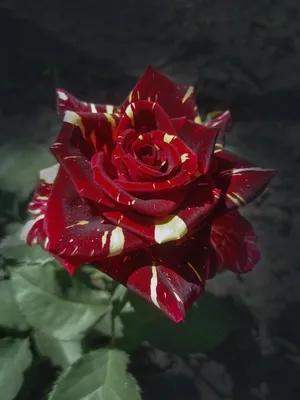 Полосатые розы Полоска - самый простой и одновременно сложный узор и для  кутюрье, и для дизайнера интерьеров,.. | ВКонтакте