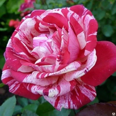 Роза чайно-гибридная сорт \"Пасадена\" красная с белыми тонами