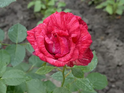 Роза Полосатая Красная - Бесплатное фото на Pixabay - Pixabay