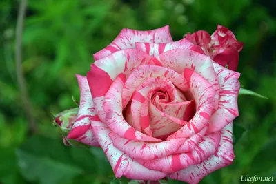 Роза «Cотель» Rose «Soteli» — Саженцы в Орле