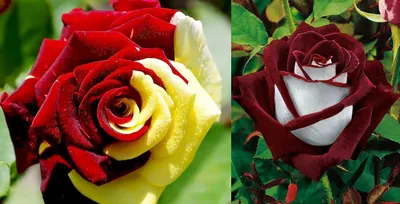 Роза Сентименталь одна из лучших современных полосатых роз. Хотя она  классифицируется как флорибунда, цветки появляются обычно в совсем  небольших кистях, и крупные, как у чайно-гибридной розы, обычно 12-15 см.  Самой значительной характеристикой