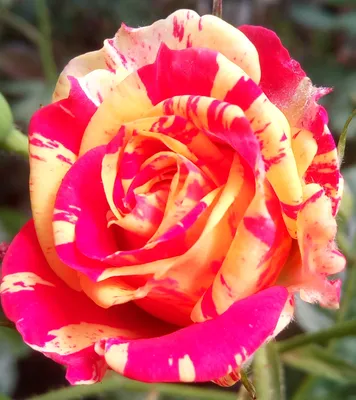 Сорта роз необычной окраски