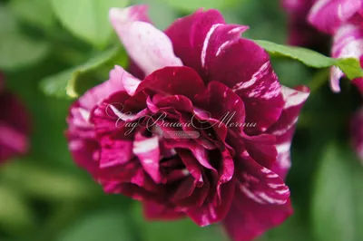 Розовые розы: 10 самых нежных сортов | В цветнике (Огород.ru)