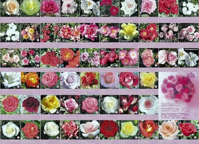 Полосатые розы - 69 фото
