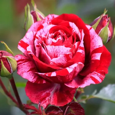 Роза чайно-гибридная «Хулио Иглессиас»