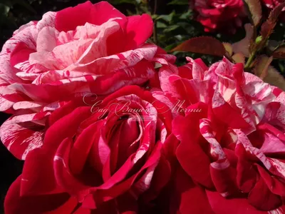 Розы в полоску. Купить саженцы полосатых роз в питомнике в Москве