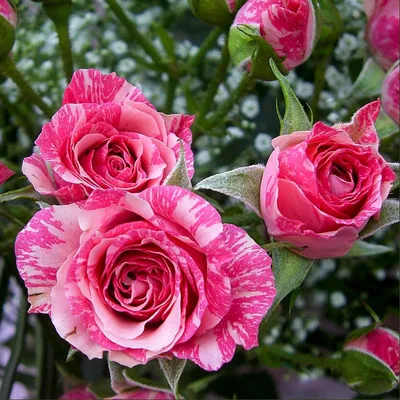 Роза чайно-гибридная Абракадабра C4 купить за 950 р. в садовом центре АСТ  Медовое