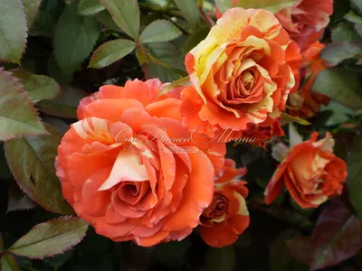 Прекрасная интуиция красной и белой полосатой красной розы Стоковое Фото -  изображение насчитывающей куст, красно: 192187496