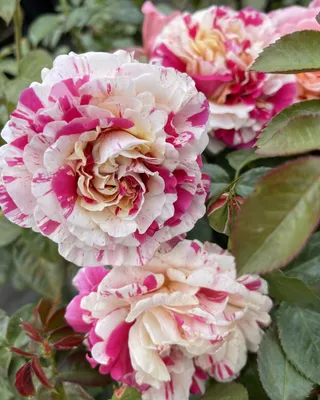 Прекрасная уникальная двухцветная роза полосатый розово-оранжевый цветок  выращенные двухцветные желто-красные розы с полосками разноцветные  розово-желто-красные розы с белыми полосками | Премиум Фото