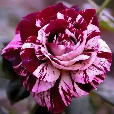 Полосатые розы сорта - фото и картинки: 70 штук