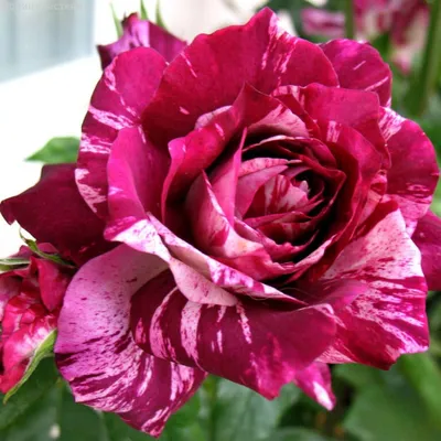 Полосатый, черный, зеленый: сорта роз необычного цвета | В цветнике  (Огород.ru)
