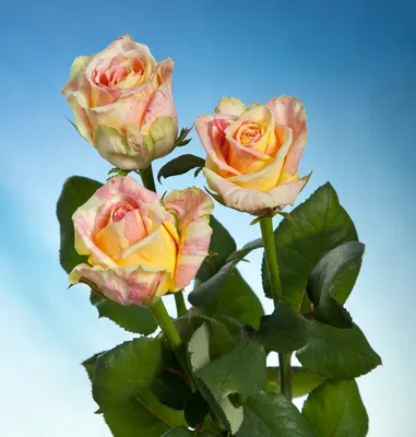 Янус роза спрей, Окраска лепестков полосатая с белыми и красно-бардовыми  штрихами. купить, отзывы, фото, доставка - Иркутский дворик