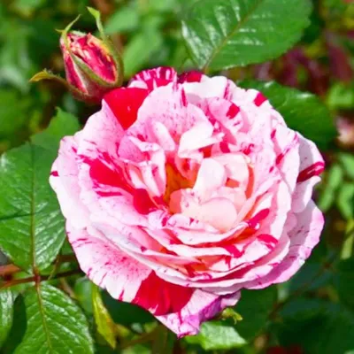 Топ 8 лучших питомников роз в мире - посадка, уход, фото, как вырастить и  собрать урожай - «Блог Флориум.юа» 2024