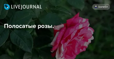 Брошь цветок из красной ткани ручной работы \"Роза Полосатое Чудо\"  (ID#597566070), цена: 250 ₴, купить на Prom.ua