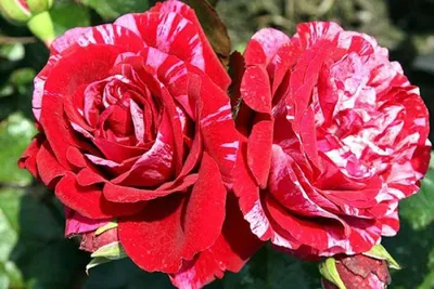Роза Карнавал (Однолетний, ОКС) - купить Розы флорибунда в Киеве и Украине,  выгодная цена Роза Карнавал в интернет-магазине Agrostore ТМ (Агростор)