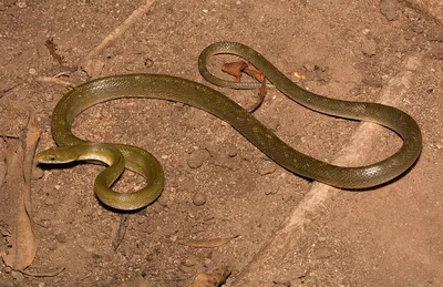 Удивительные изображения полозовидной змеи
