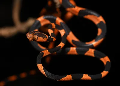 Фото полозовидной змеи в разных форматах