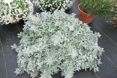Полынь декоративная Artemisia \"Silver Brocade\" : Р9 | Сибирские газоны -  Сибирские газоны