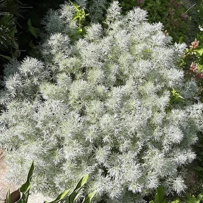 Полынь горькая Artemisia absinthium - купить по выгодной цене | teofrast