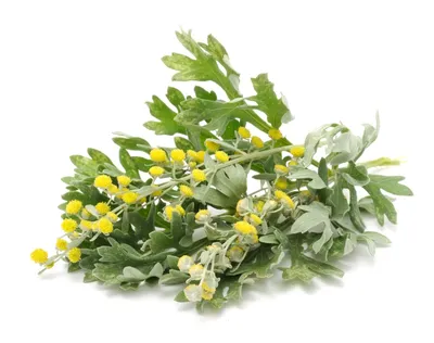 Полынь лечебная (божье дерево) (Artemisia abrotanum) - купить саженцы в  Минске и Беларуси