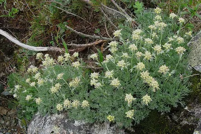 Полынь лимонная (Artemisia balchanorum), трава, Крым (5 мл) - 100%  натуральное эфирное масло
