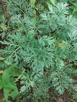 Полынь обыкновенная Aureovariegata - Полынь - GardenPlants